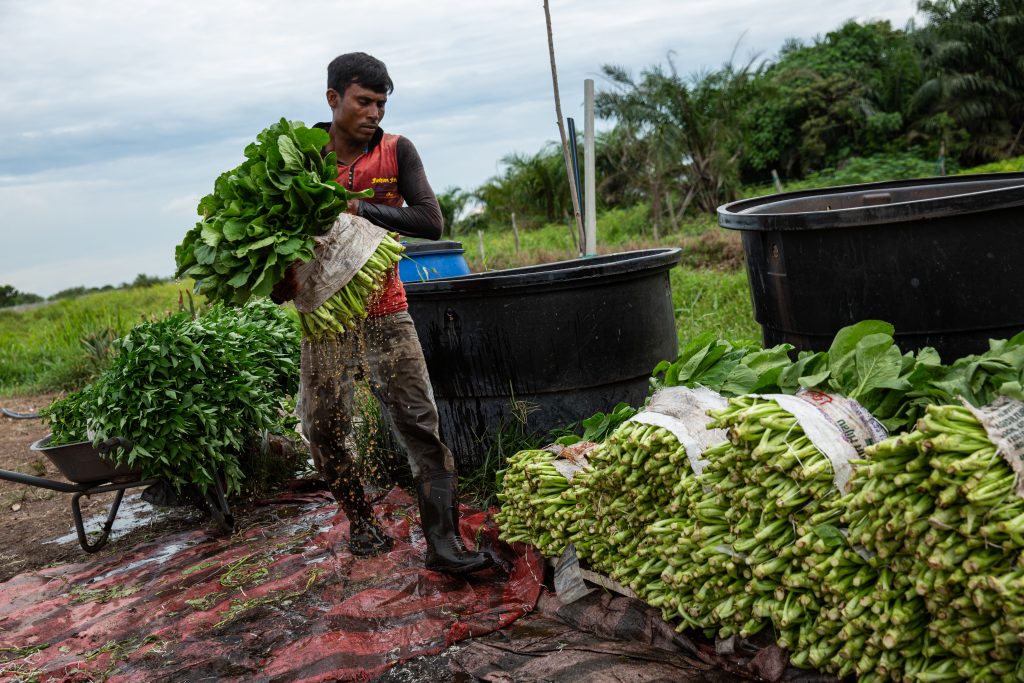 A Rohingya farm worker in Banding, Kuala Lumpur, April 2019. © ARNAUD FINISTRE